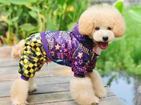 Pet clothes 4