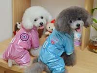 Pet clothes 1